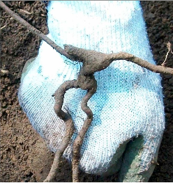 Close up image of Poison Ivy Root Tuber - The Gloved Hand Poison Ivy Removal